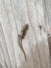 Elgaria multicarinata