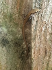 Elgaria multicarinata