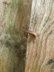 Elgaria multicarinata