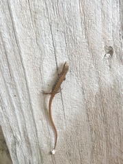 Elgaria multicarinata