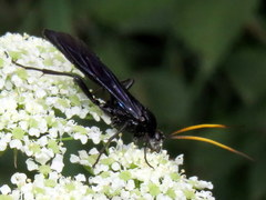 Ichneumon centrator