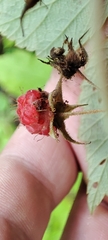 Rubus sachalinensis