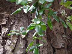 Lardizabala biternata