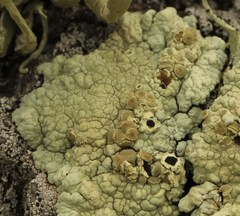 Protoparmeliopsis pinguis