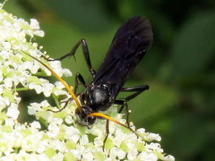 Ichneumon centrator