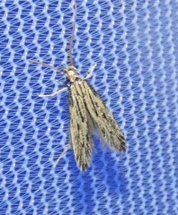 Spinitibia hodgesi