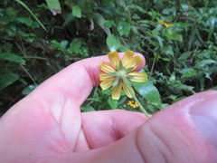 Rudbeckia terranigrae