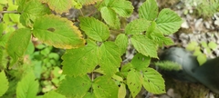 Rubus sachalinensis