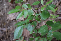 Leiobunum flavum