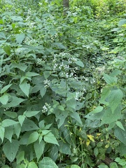 Ageratina altissima