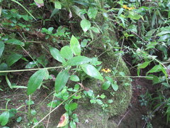 Rudbeckia terranigrae