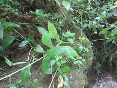 Rudbeckia terranigrae
