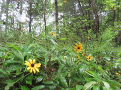Rudbeckia terranigrae