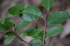 Leiobunum flavum
