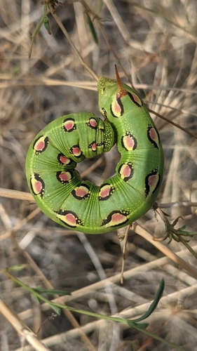 White-lined sphinx