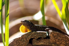 Anolis sagrei