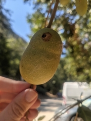 Disholandricus