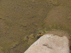 Pelophylax saharicus