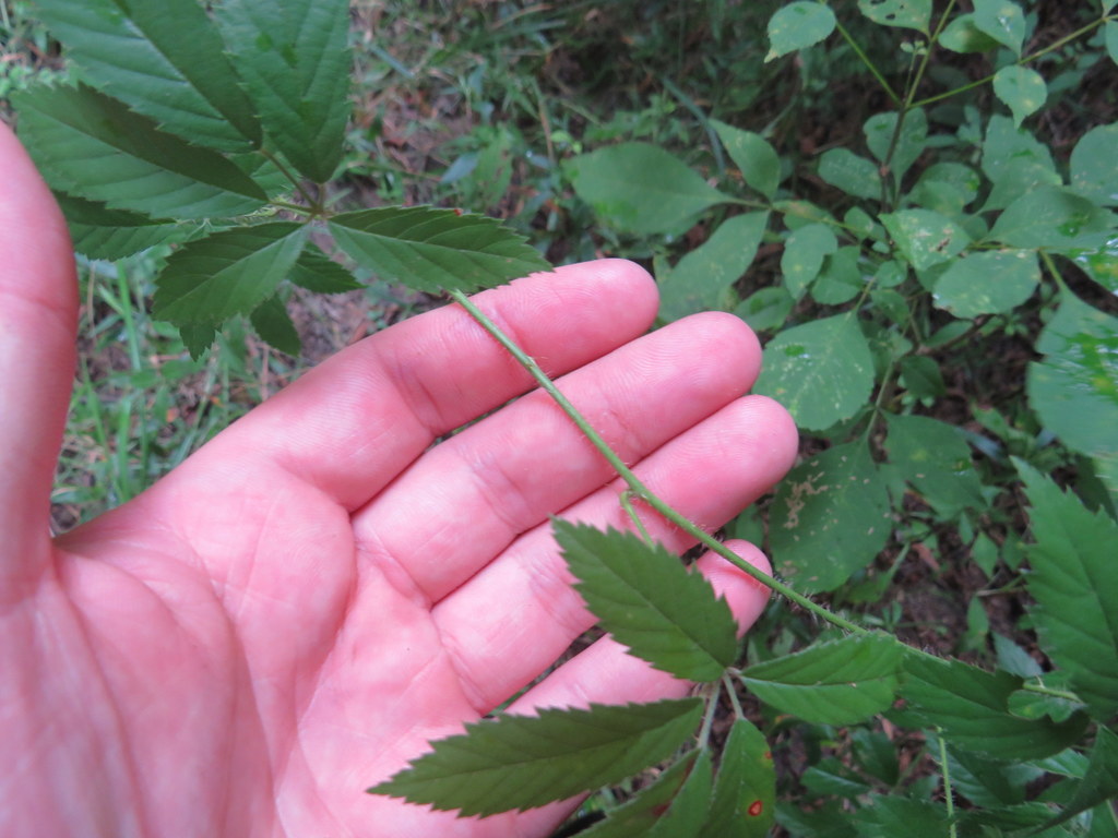 Mississippi Dewberry