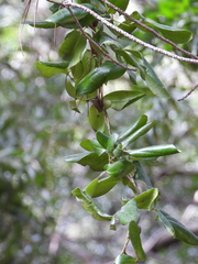 Lardizabala biternata