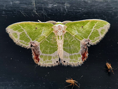 Protuliocnemis castalaria