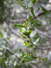 Lardizabala biternata
