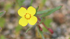 Camissonia contorta