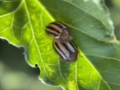 Agroiconota bivittata