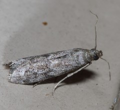 Eurythmia angulella