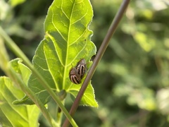 Agroiconota bivittata