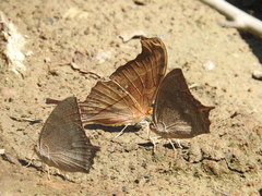 Charaxinae