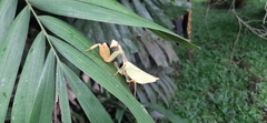 Antemna rapax