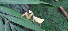 Antemna rapax