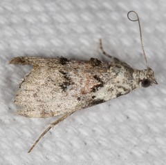 Pococera humerella