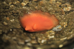 Cnemidocarpa finmarkiensis