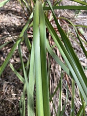 Dianella haematica