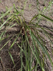 Dianella haematica