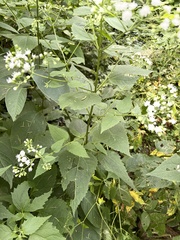 Ageratina altissima