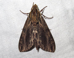 Lintneria eremitus