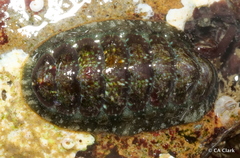 Cyanoplax