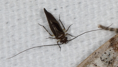 Cerastipsocus venosus