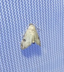 Abablemma brimleyana