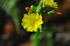 Youngia japonica