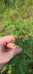 Cirsium arvense integrifolium