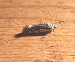 Tarache augustipennis