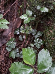 Sanicula lamelligera