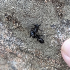 Camponotus laevigatus