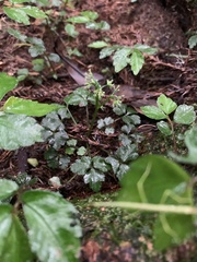 Sanicula lamelligera