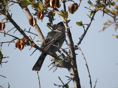 Dryoscopus cubla okavangensis