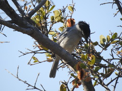 Dryoscopus cubla okavangensis